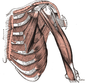 Upper extremity: Henry Gray (1821–1865). Anatomy of the Human Body. 1918.
